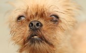 griffon_11