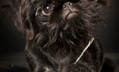 griffon_13