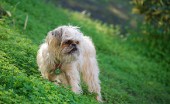 griffon_14