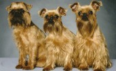 griffon_1