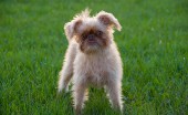 griffon_2