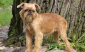 griffon_3