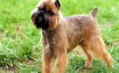 griffon_4
