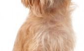 griffon_5