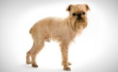 griffon_6