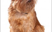 griffon_8