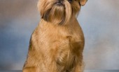 griffon_9
