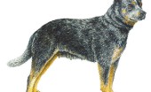 avstraliyskayapastushyasobaka_10