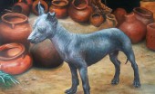 meksikanskaya-golaya-sobaka-kscoloytckuintli_1