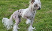 kitayskaya-hohlataya_15