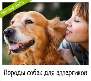 Породы собак для аллергиков