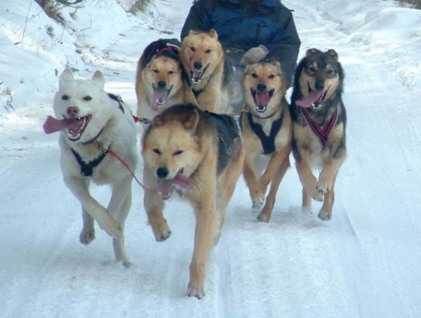 Овчарка из Новосибирска стала лучшей ездовой собакой в Сибири