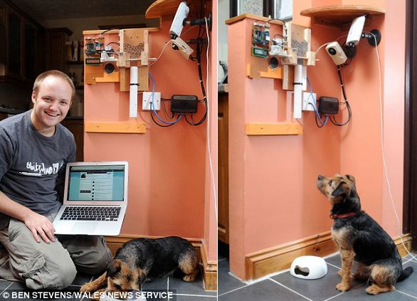 Устройство для кормления собаки через интернет