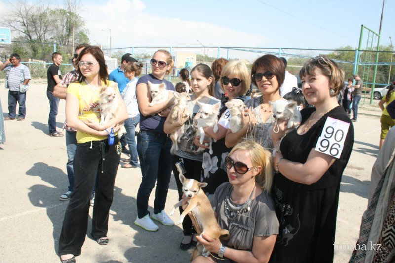 В Актау прошла выставка собак «Жемчужина Каспия 2012»