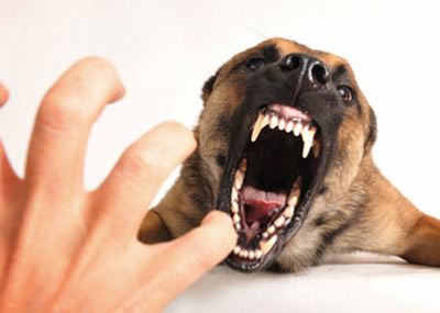 В Великобритании владельцам агрессивных собак грозит наказание