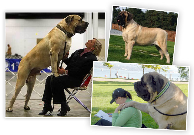 Самая большая собака в мире Английский мастиф