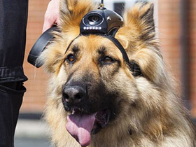 Британские полицейские собаки, смогут снимать преступления на камеру