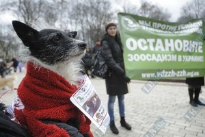 В Киеве протестуют против убийства бродячих собак