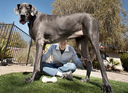 Умер Гигантский Джордж - самая высокая собака в мире