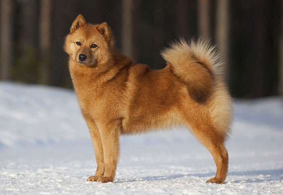 Финский шпиц
