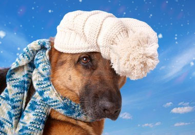 Как ухаживать за собакой зимой