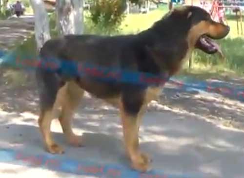 В Челябинской области пес по кличке Грей неделю ждал хозяина на одном месте