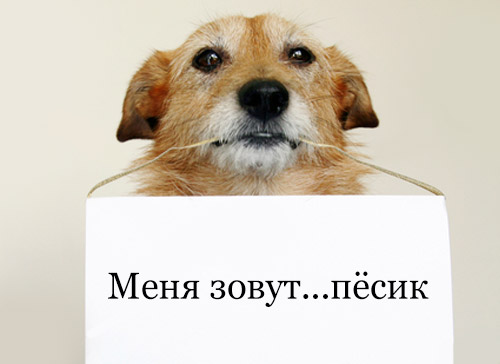 О собачьих кличках или как назвать щенка