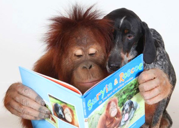 Орангутан и собака