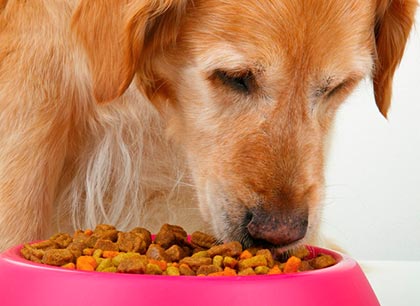 Питание собаки: личный опыт