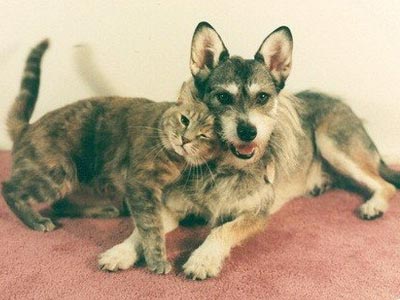 "Почётной кошкой" стала собака