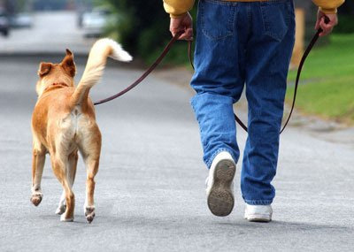 Правила прогулок с собакой
