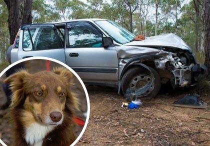 Собака спасла от смерти раненого хозяина 