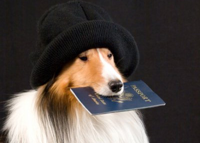 паспорт для собак