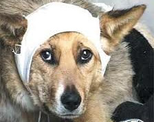 Ветеринары спасли пса, найденного изувеченным в Петербурге