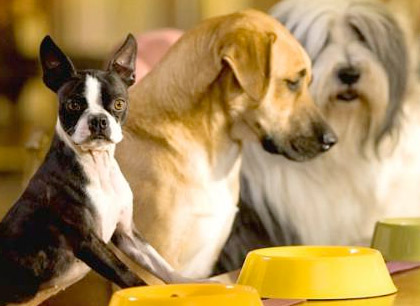 Сухие корма и готовые консервы для собаки
