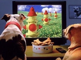 В США создали телеканал специально для собак